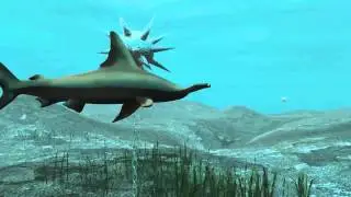 Hammerhead Shark Project