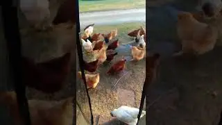 🍏 A Healthy & Tasty Treat for the Backyard Flock 🐔