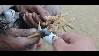 Aseel Rooster Pedicure | How to Trim Nails & Care for Healthy Feet