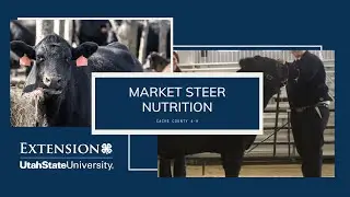 MARKET STEER  NUTRITION