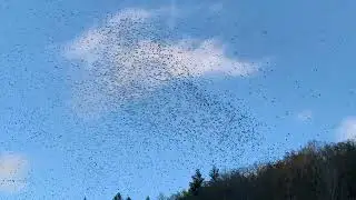 Migration des palombes/Wood pigeon murmuration