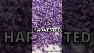 The Worlds Most Expensive Spice