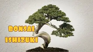 ✅BONSAI ISHIZUKI COMPILATION #13