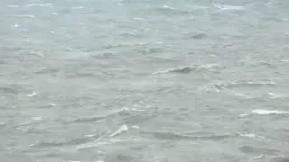 Leach's Storm Petrel (Wellenl&auml;ufer), Camperduin (Netherlands), 16-09-25