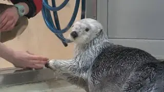 【ラッコ】メイちゃん飼育員さん大好き おやつもちょうだいね