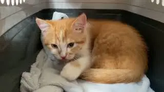 Симба играет с хвостом бабушки 😅 Винни приготовился ехать ))
