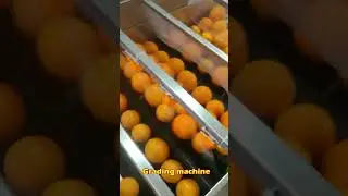 Interesting machine！orange grading machine Factory fruit cleaning and grading machine #youtube