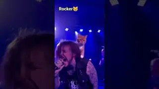 Kucing viral nyanyi rock#kucing#kucingoyen#kucinglucu#fyp