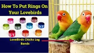 How To Put Rings On LoveBirds | Lovebirds Ring | Part1