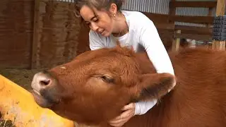 Maya gives Winnie the cow scratches at Alveus