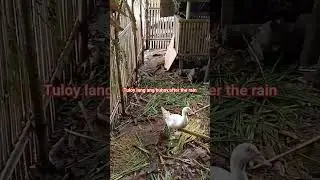 simple cage for my duck #duckbusiness #agribusiness #lifeinprovince