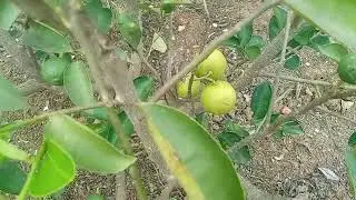 MOSTRANDO AS PLANTAS DO SÍTIO MAANAIN, BRASÍLIA, DF.