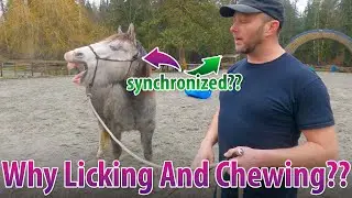 Licking And Chewing Horse Behavior Means They Learned Something??