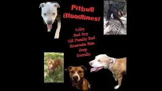 Pitbull bloodlines- Colby, Red Boy, Old Family Red, Mountain Man,  Jeep & Sorrells