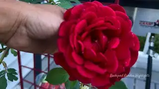 Don Juan and the Garden Shower Climbing Roses: How do they look after transplanting?