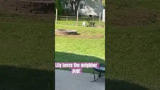 #puppy #neighbors #dog #shorts #friends