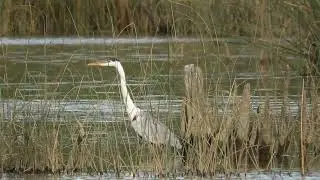 Garza Cuca(Ardea cocoi)