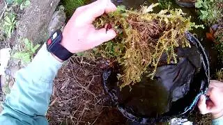 Выловил болотного угря Synbranchus marmoratus в оросительной канаве чайной плантации  для аквариума.