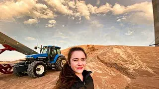 Гигантская куча зерна отрывается от земли!!!!!