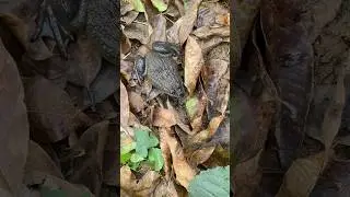 #frog #funny #animals #cute #facts #preyfrog #frogs #tuckkytu #teplonghengfunny #animalfrogsurvival