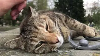 Swiss kitty peacefully sleeping in front of a graveyard
