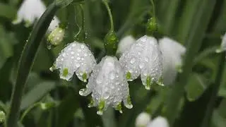 Serenity in Bloom: Garden Meditation for Inner Peace