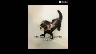 Who wants to come to my tea party #ferret #cute