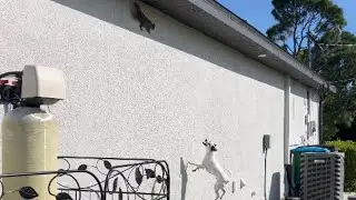 Mischievous Dog Chases Squirrel: Chaos Ensues in Hilarious Video || WooGlobe