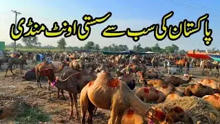 Camel For Qurbani || Cheapest Camels Market In Pakistan || پاکستان کی سستی اونٹوں کی منڈی