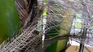 XOLO Play 6X-1000 camera sample 1080p @30fps