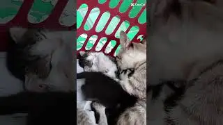 kitty.walid.dewi.dea.kittong, sisah foto kalian disini nak🥺🥹😞