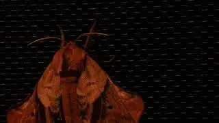Unknown Moth - #17 of 20 - ambient light - ambient sound - night - calm