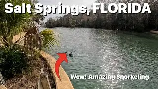 Snorkeling with HUNDREDS of fish at SALT SPRINGS and free camping at Davenport Landing in Florida.