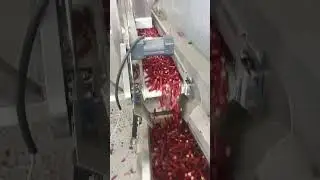 AMD Chili/Pepper Color Sortex/Sorting Machine