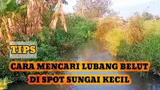 CARA mencari lubang belut dispot SUNGAI/PARIT ‼️ Mancing belut.