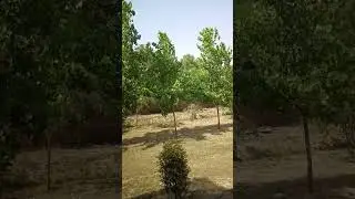Why You Should Plant a Peepal Tree Today! | Spiritual + Scientific Facts