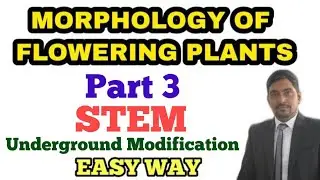 #NEET Morphology of flowering plants || Stem and Underground Modifications || Part 3