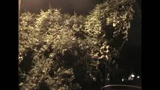 Nocturne in the Bush &ndash; MiniDV, Early 2000s #bush #night #minidv #2000s #art #video