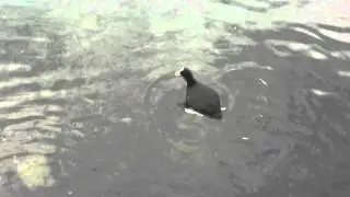 Folaga (Fulica Atra)