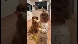 Cute kids playing with dogs and cats, adorable funny moments that make everyone smile #Shorts Video