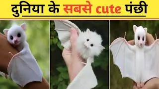 amazing fact about bat 🦇🦇 || दुनिया के सबसे cute पंछी 🦤 || #shorts #crushr