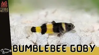 Introduction to BUMBLEBEE GOBY: Fish Profile (Brachygobius doriae)