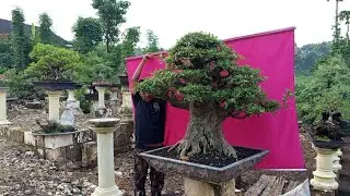 Cek harga bonsai santi dan Loa angker di mas Purnomo: 0857 3333 6888
