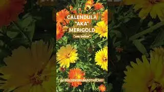 🌱 CALENDULA &ldquo;AKA&rdquo; MERIGOLD 🌱