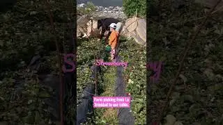 Farm to Table Hand-picked Strawberries in Benguet, La Trinidad