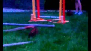 Kaninhopping