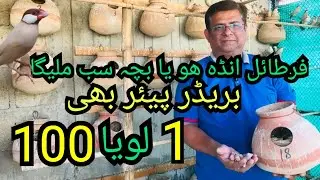 BEST OFFER! FAWN JAVA SPARROW BREEDER PAIRS, CHICKS, & FERTILE EGGS FOR SALE  | GULL BHAI SETUP |