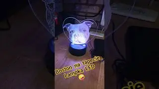 Boston Terrier-Lampka LED