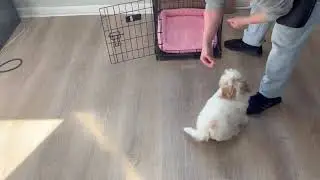Teddy Training Progress Commands   SD 480p