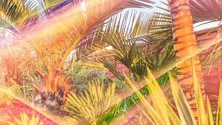 3 Exotic Plants you're (probably!) NOT growing... but definitely should be!